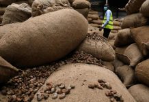 La Côte d’Ivoire, leader mondial de production d’anacarde, se lance dans la transformation