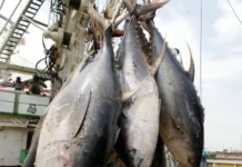 La Côte d’Ivoire produit à peine 5000 tonnes de poissons et en importe plus de 600.000 par an