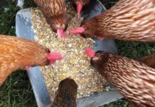 Aviculture : l’aliment pour réduire le coût du poulet
