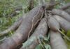 Les avantages de la variété de manioc Shaman 2 présentés à Toumodi