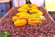 La Plateforme ivoirienne pour le cacao durable plaide pour l’amélioration du traitement des planteurs