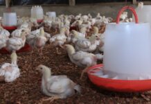 Focus sur le PSNDEA, projet gouvernemental qui redonne vie à la filière avicole décimée par la Covid-19